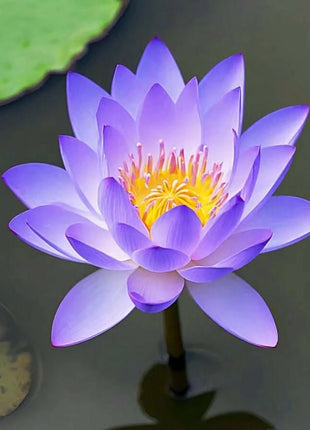 🔥 [7 days germination] Last Day Sale -49% OFF💐The Sacred Bonsai Bowl Lotus Flower