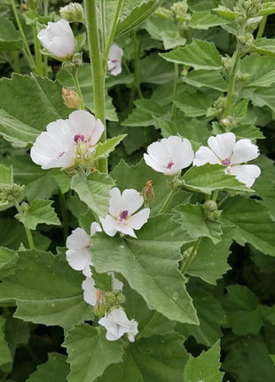 Marshmallow – 50 Seeds