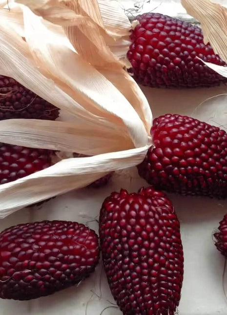 Strawberry Corn – 30 Seeds