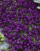 Oriental Nights Alyssum – 100 Seeds