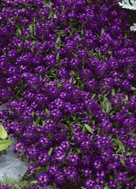 Oriental Nights Alyssum – 100 Seeds