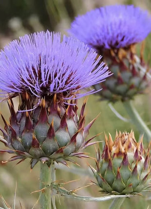 Cardoon – 25 Seeds