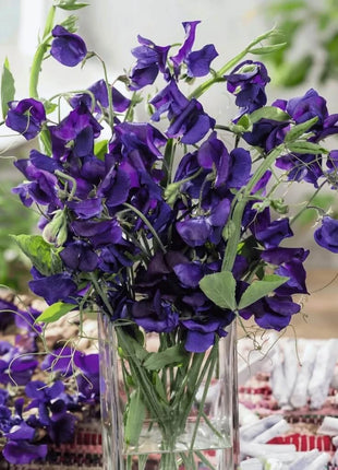 Royal Navy Blue Sweet Pea – 25 Seeds
