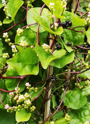 Malabar Green Spinach – 100 Seeds