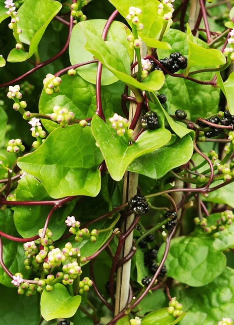 Malabar Green Spinach – 100 Seeds