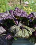 Osaka Purple Mustard – 100 Seeds