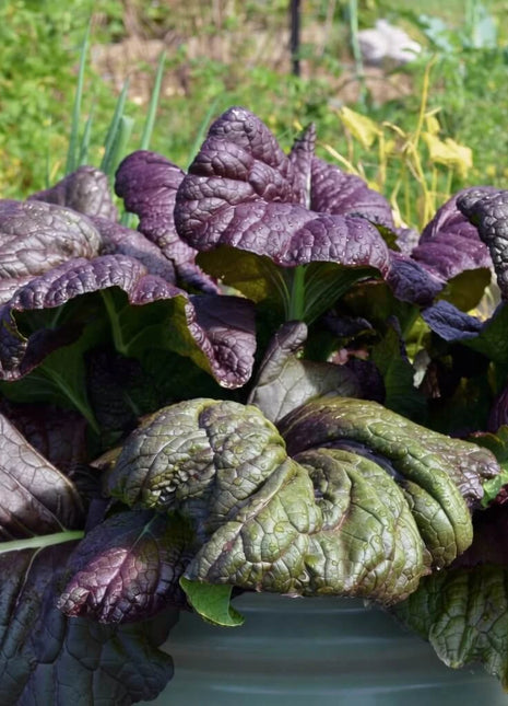 Osaka Purple Mustard – 100 Seeds