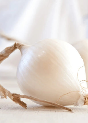 Spanish White Sweet Onion – 200 Seeds