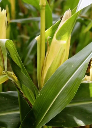 Kandy Korn Corn – 30 Seeds