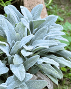 Lamb’s Ear – 50 Seeds