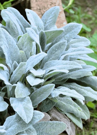Lamb’s Ear – 50 Seeds