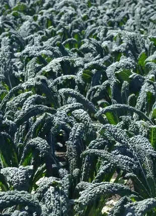 Dwarf Blue Curled Scotch Kale – 250 Seeds