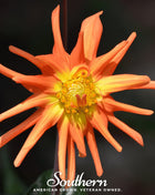 Cactus Dahlia Mix – 25 Seeds