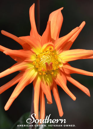 Cactus Dahlia Mix – 25 Seeds