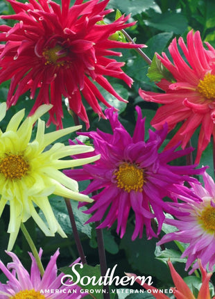 Cactus Dahlia Mix – 25 Seeds