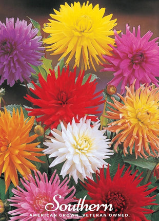 Cactus Dahlia Mix – 25 Seeds