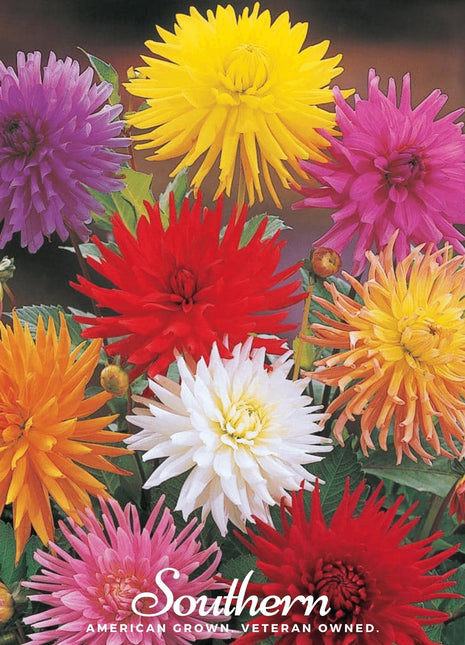 Cactus Dahlia Mix – 25 Seeds
