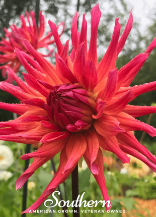 Cactus Dahlia Mix – 25 Seeds