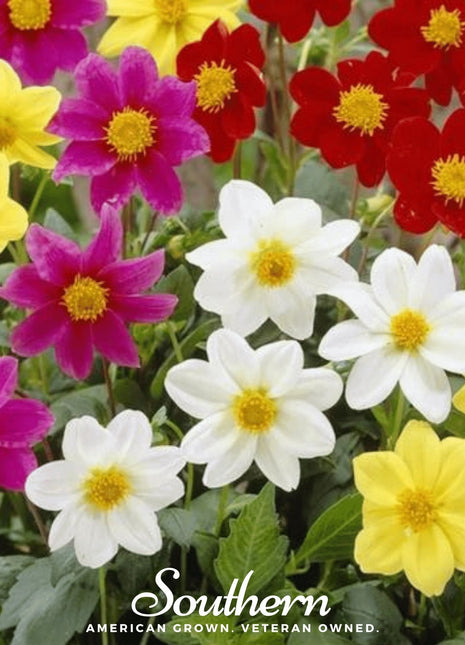 Mignon Dahlia Mix – 25 Seeds