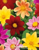 Mignon Dahlia Mix – 25 Seeds