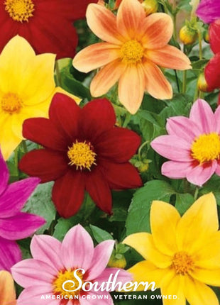 Mignon Dahlia Mix – 25 Seeds
