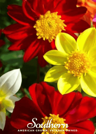 Mignon Dahlia Mix – 25 Seeds