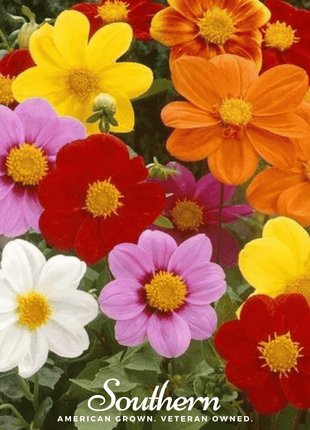 Mignon Dahlia Mix – 25 Seeds