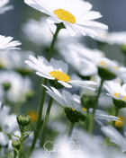 Creeping Daisy – 100 Seeds