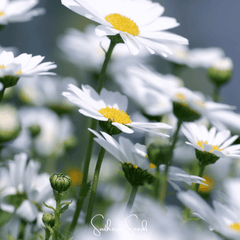 Collection image for: Daisy