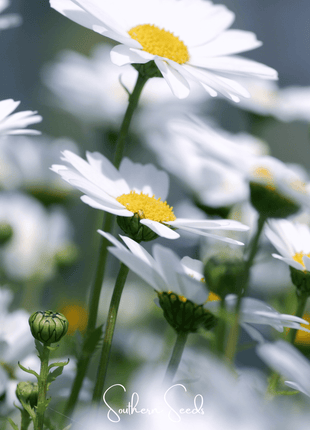 Creeping Daisy – 100 Seeds