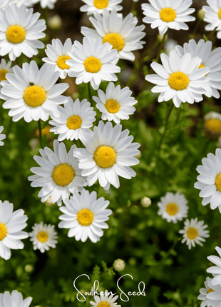 Creeping Daisy – 100 Seeds