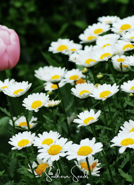 Creeping Daisy – 100 Seeds