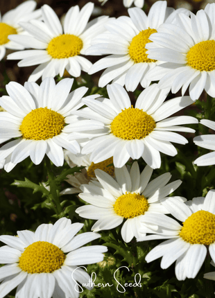 Creeping Daisy – 100 Seeds