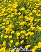 Dahlberg Daisy – 500 Seeds