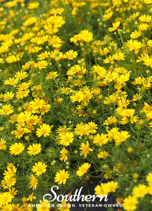Dahlberg Daisy – 500 Seeds