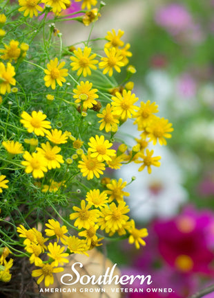 Dahlberg Daisy – 500 Seeds