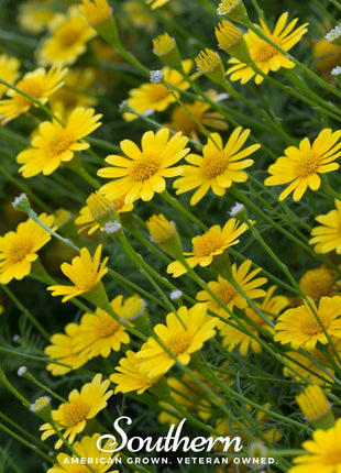 Dahlberg Daisy – 500 Seeds