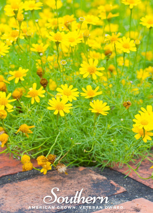 Dahlberg Daisy – 500 Seeds