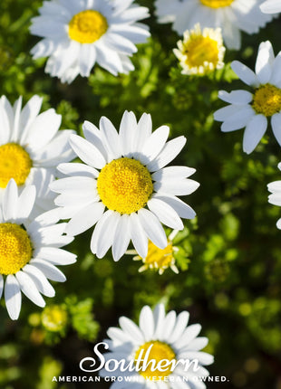Dwarf Shasta Daisy – 100 Seeds
