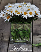 Dwarf Shasta Daisy – 100 Seeds