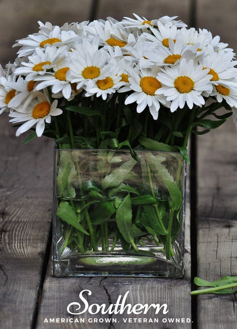 Dwarf Shasta Daisy – 100 Seeds