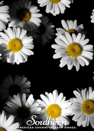 Dwarf Shasta Daisy – 100 Seeds