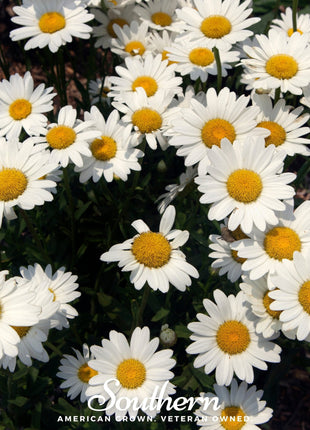 Dwarf Shasta Daisy – 100 Seeds