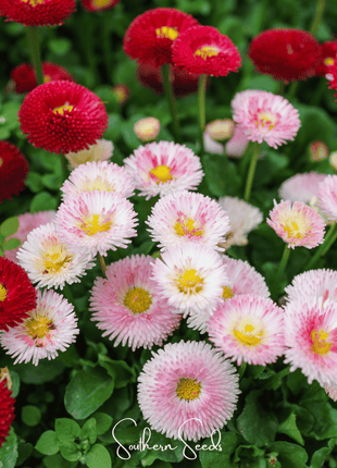 Super Enorma English Daisy Mix – 100 Seeds