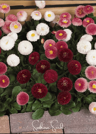 Super Enorma English Daisy Mix – 100 Seeds