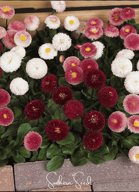 Super Enorma English Daisy Mix – 100 Seeds