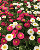 Super Enorma English Daisy Mix – 100 Seeds