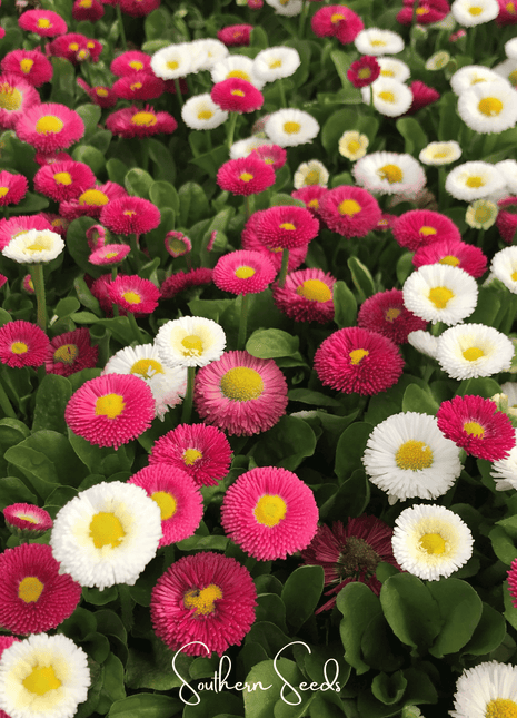 Super Enorma English Daisy Mix – 100 Seeds