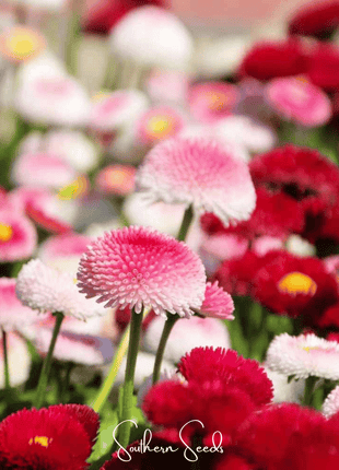 Super Enorma English Daisy Mix – 100 Seeds