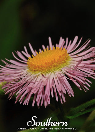 Dainty Daisy Fleabane – 100 Seeds